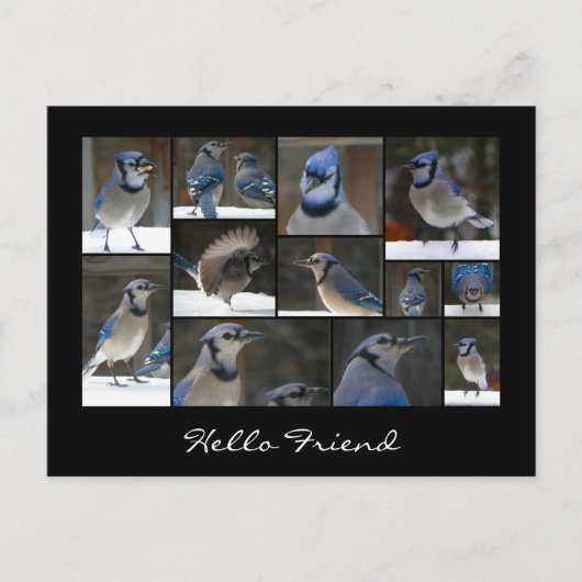 Blue Jay Collage Briefkaart (Voorkant)