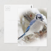 Blue Jay Cyanocitta cristata Briefkaart (Voorkant / Achterkant)