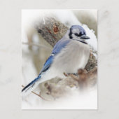 Blue Jay Cyanocitta cristata Briefkaart (Voorkant)