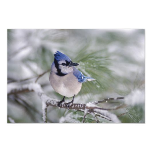 Blue Jay, Cyanocitta cristata Foto Afdruk (Voorkant)
