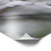 Blue Jay, Cyanocitta cristata Foto Afdruk (Hoek)