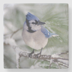 Blue Jay, Cyanocitta cristata Stenen Onderzetter