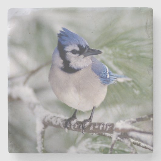 Blue Jay, Cyanocitta cristata Stenen Onderzetter (Voorkant)