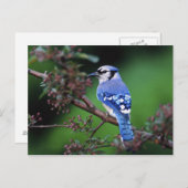 Blue Jay, Cyaoncitta cristata 2 Briefkaart (Voorkant / Achterkant)