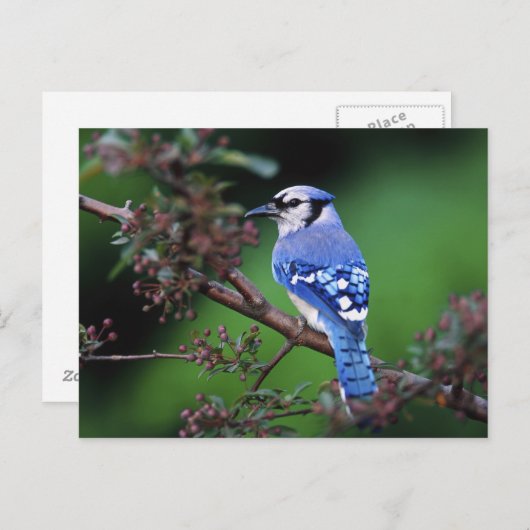 Blue Jay, Cyaoncitta cristata 2 Briefkaart (Voorkant / Achterkant)
