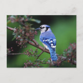 Blue Jay, Cyaoncitta cristata 2 Briefkaart (Voorkant)