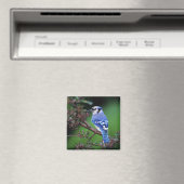 Blue Jay, Cyaoncitta cristata Magneet (Insitu (Vaatwasser))