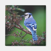 Blue Jay, Cyaoncitta cristata Magneet (Voorkant)