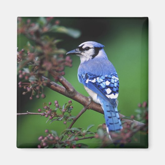 Blue Jay, Cyaoncitta cristata Magneet (Voorkant)