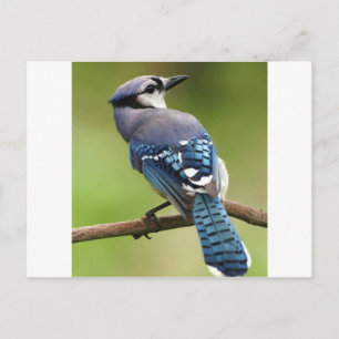 Blue Jay denkt aan je vriend, familie, vader Briefkaart
