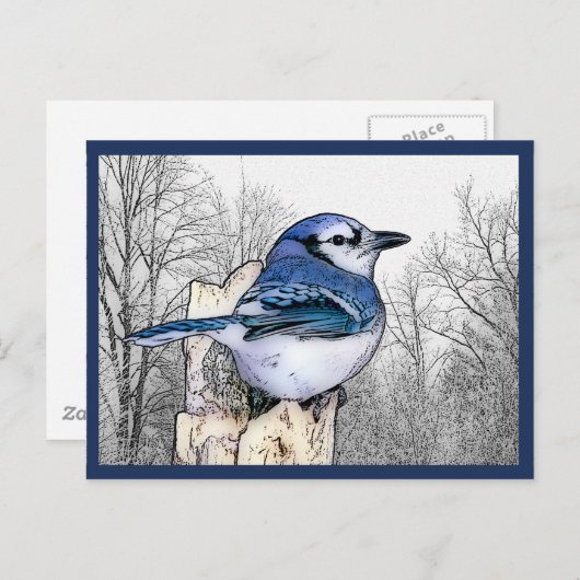 Blue Jay Drawing Briefkaart (Voorkant / Achterkant)