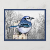 Blue Jay Drawing Briefkaart (Voorkant)