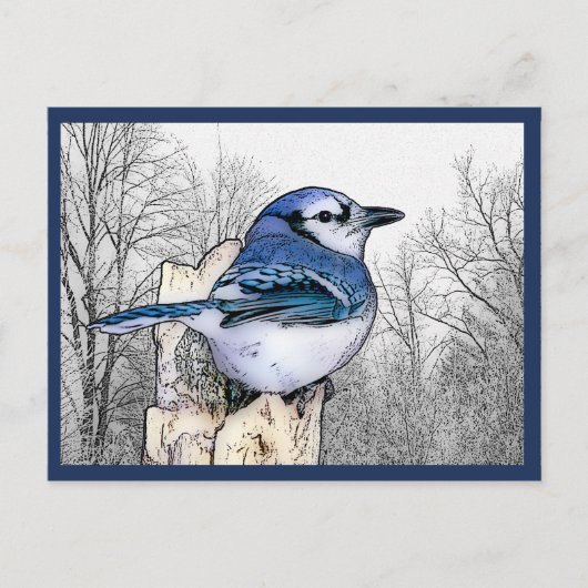 Blue Jay Drawing Briefkaart (Voorkant)