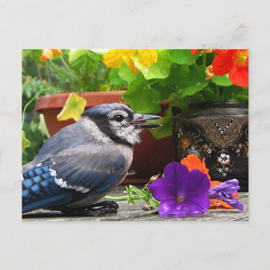 Blue Jay en Flowers Briefkaart (Voorkant)