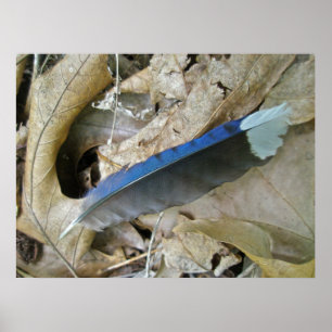 Blue Jay Feather Coördinating Items Poster