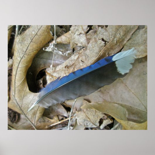 Blue Jay Feather Coördinating Items Poster (Voorkant)