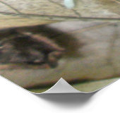 Blue Jay Feather Coördinating Items Poster (Hoek)