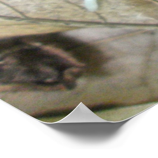 Blue Jay Feather Coördinating Items Poster (Hoek)