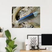 Blue Jay Feather Coördinating Items Poster (Thuiskantoor)