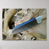Blue Jay Feather Coördinating Items Poster (Voorkant)