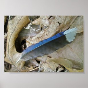 Blue Jay Feather Coördinating Items Poster