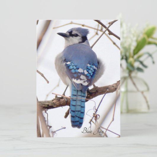Blue Jay Flat Kaart (Staand voorkant)