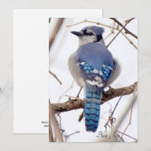Blue Jay Flat Kaart (Voorkant / Achterkant)