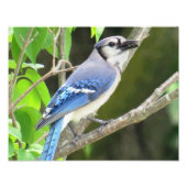 Blue Jay Foto Afdruk (Voorkant)