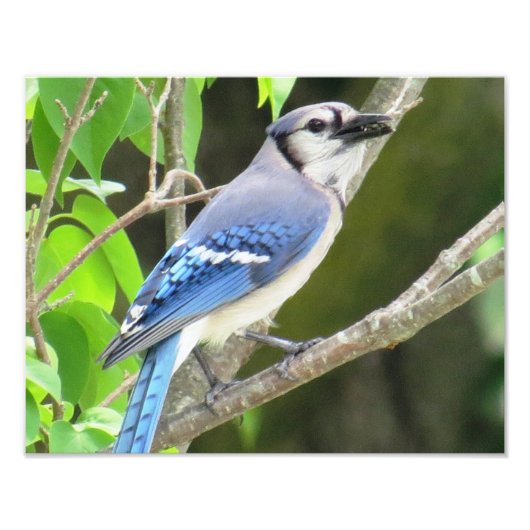 Blue Jay Foto Afdruk (Voorkant)