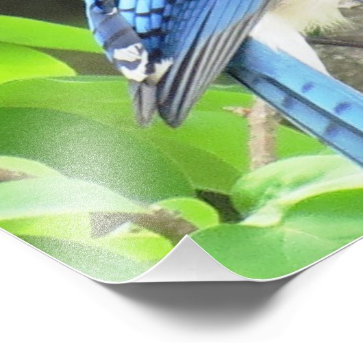 Blue Jay Foto Afdruk (Hoek)