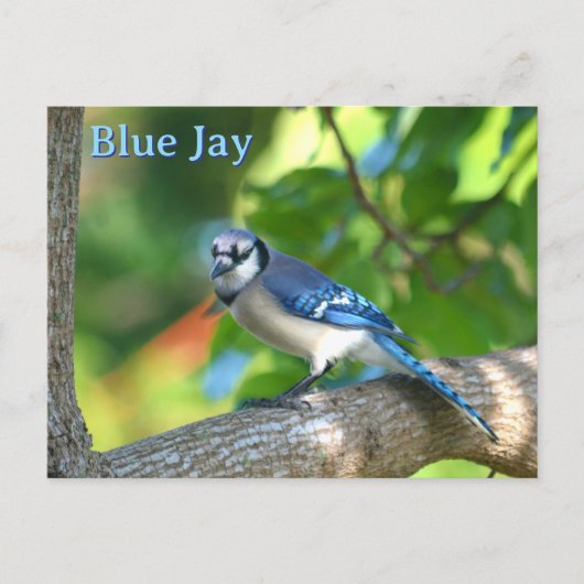 Blue Jay fotografische Natuur  Briefkaart (Voorkant)