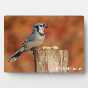 Blue Jay Fotoplaat