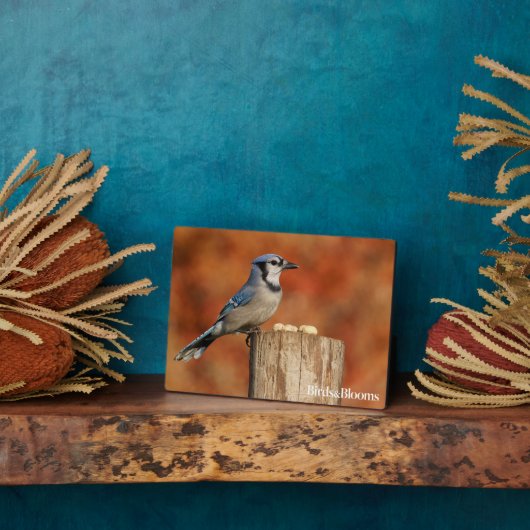 Blue Jay Fotoplaat (Zijkant)