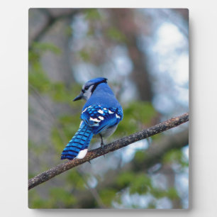 Blue Jay Fotoplaat