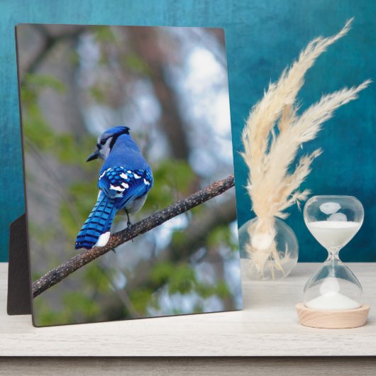 Blue Jay Fotoplaat (Zijkant)