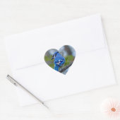 Blue Jay Hart Sticker (Envelop)