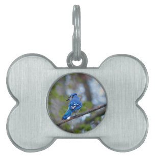 Blue Jay Huisdieren Naamplaatje