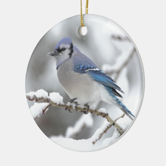 Blue Jay in Algonquin Park Keramisch Ornament (Links)