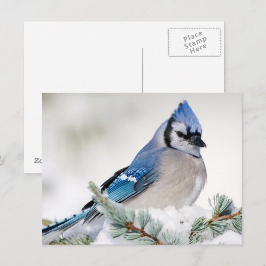 Blue Jay in Blue Atlas Cedar Briefkaart (Voorkant / Achterkant)
