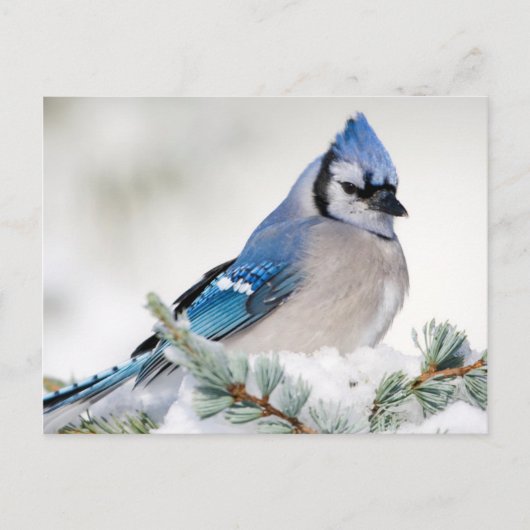 Blue Jay in Blue Atlas Cedar Briefkaart (Voorkant)
