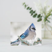 Blue Jay in Blue Atlas Cedar Briefkaart (Staand voorkant)