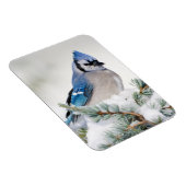 Blue Jay in Blue Atlas Cedar Magneet (Rechterzijde)
