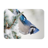Blue Jay in Blue Atlas Cedar Magneet (Horizontaal)