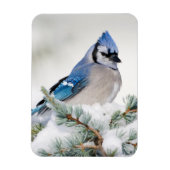 Blue Jay in Blue Atlas Cedar Magneet (Verticaal)