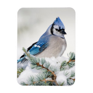 Blue Jay in Blue Atlas Cedar Magneet
