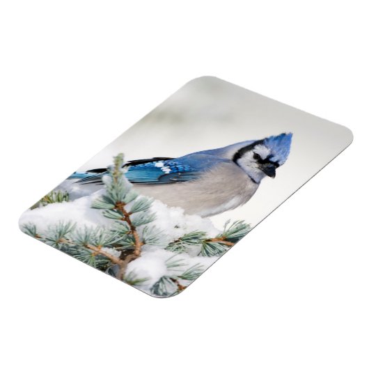 Blue Jay in Blue Atlas Cedar Magneet (Linkerzijde)
