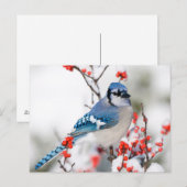 Blue Jay in Common Winterberry Briefkaart (Voorkant / Achterkant)