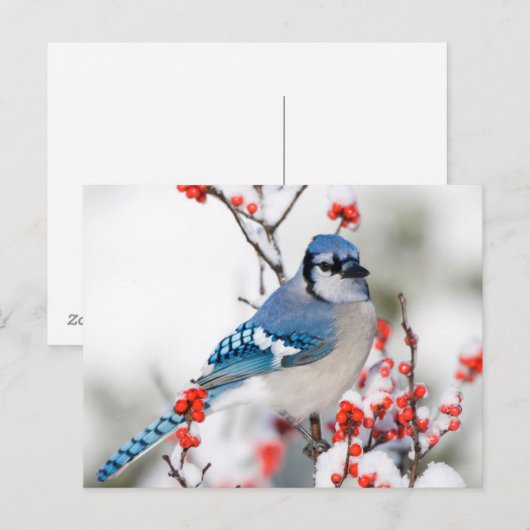 Blue Jay in Common Winterberry Briefkaart (Voorkant / Achterkant)