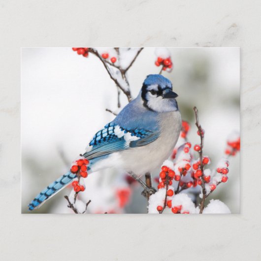 Blue Jay in Common Winterberry Briefkaart (Voorkant)