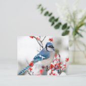 Blue Jay in Common Winterberry Briefkaart (Staand voorkant)